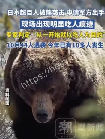 日本熊袭击百人